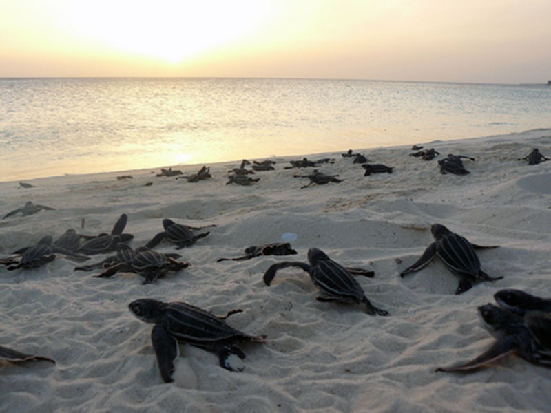 | BlueLife Discovery