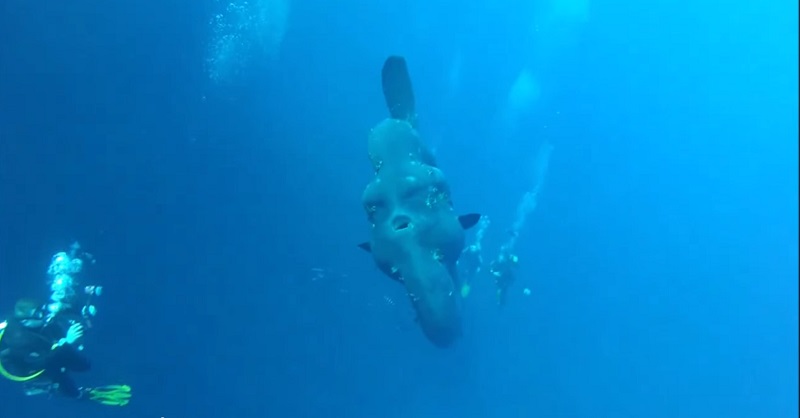 mola_mola_samogloqw_nurkowanie_bluelife.pl3_