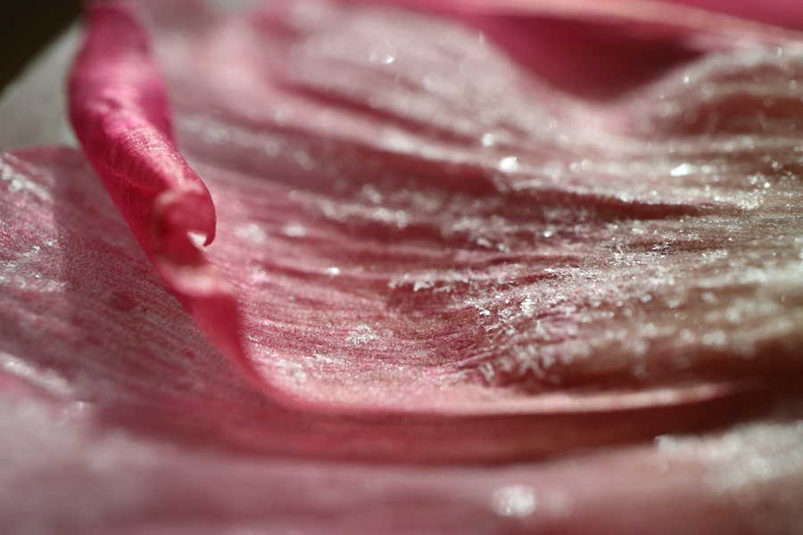 635984735919493495LX_P3