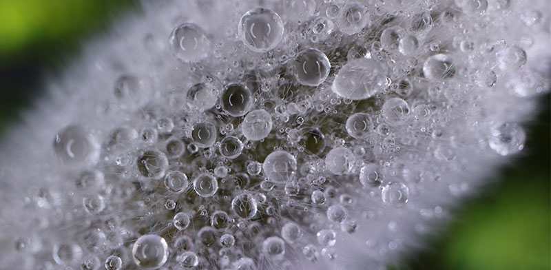 IMG_0950_tcm125-1399539