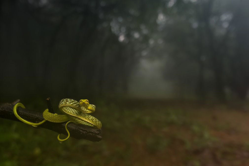 konkurs-national-geographic-nature-photographer-of-the-year-2016-rozstrzygniety-galeria-zdjec-ww2