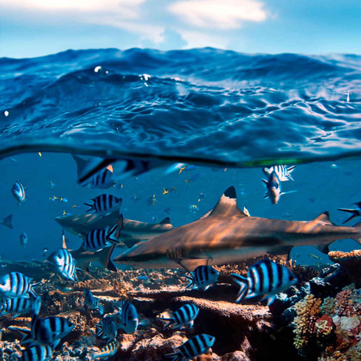 | BlueLife Discovery