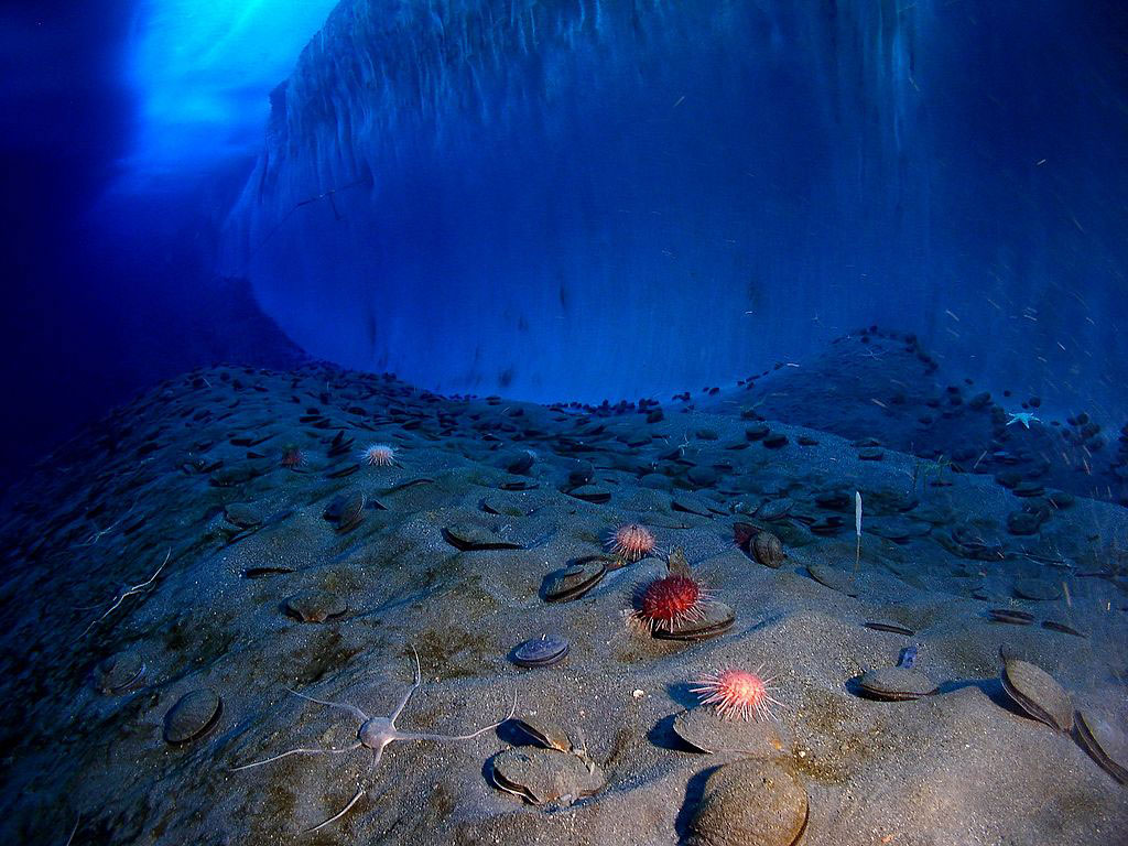 Ocean południowy podwodne badania