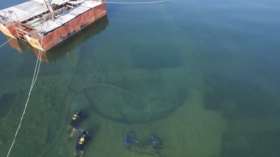 | BlueLife Discovery