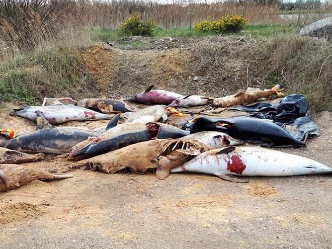 fot.: Sea Shepherd France