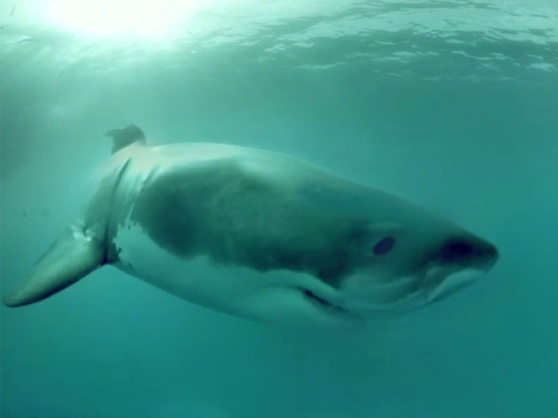 rekin-nurkowanie- żarłacz biały