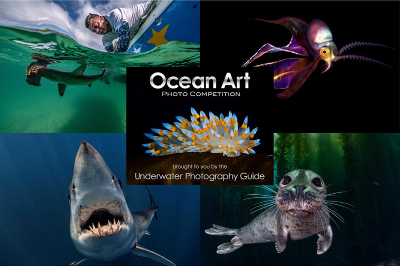  konkurs fotografii podwodnej Ocean Art 2022  photo cometition underwater photography