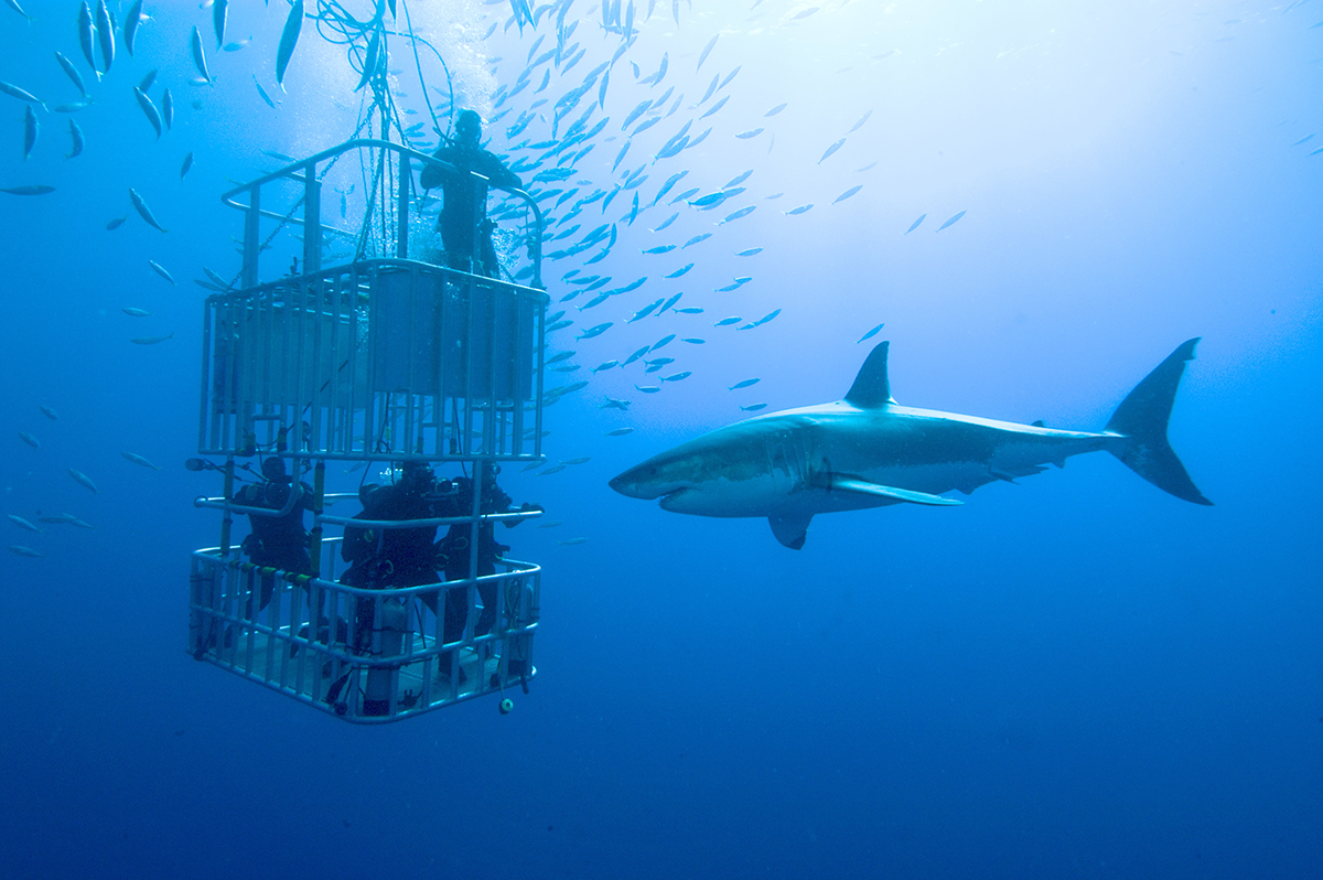 nurkowanie z rekinem, żarłacz biały shark
