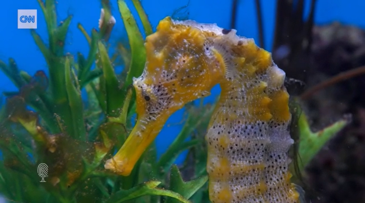 koniki morskie cnn Amanda Vincent Project Seahorse