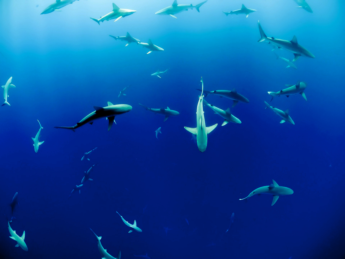 Morskie drapieżniki żerowanie ocean wiry oceaniczne 