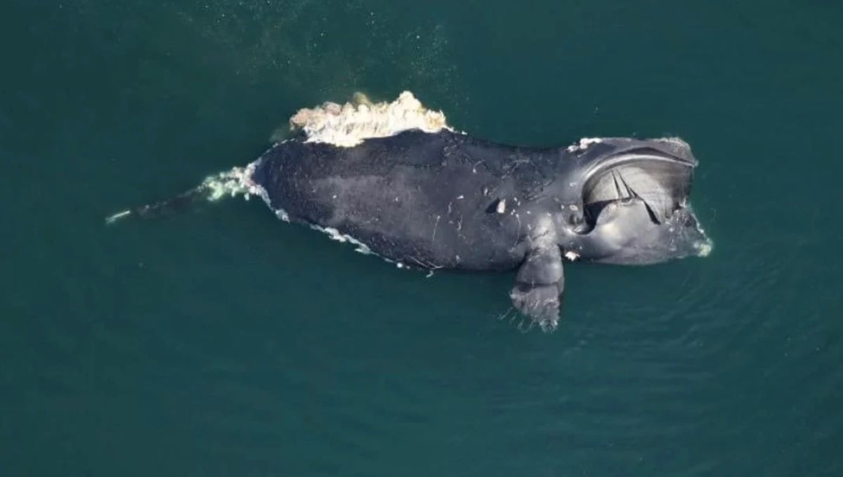 fot.: Instytut Badawczy Akwarium Morskiego Clearwater NOAA. Badanie lotnicze wykonanane w przez Korpus Inżynierów Armii Stanów Zjednoczonych.