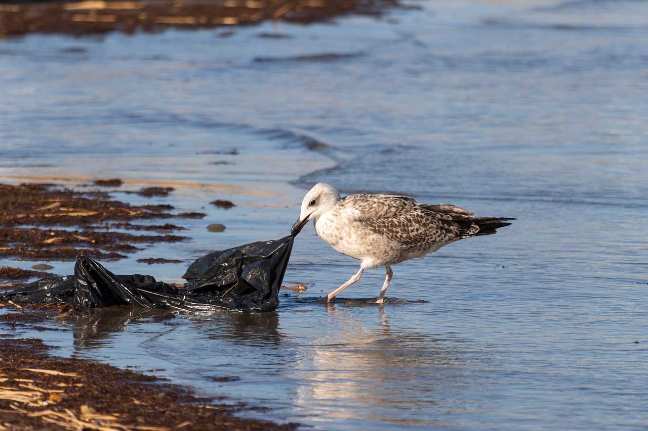 Plastik pochodzenia roślinnego - mniej mikroplastiku, większa nadzieja dla oceanów