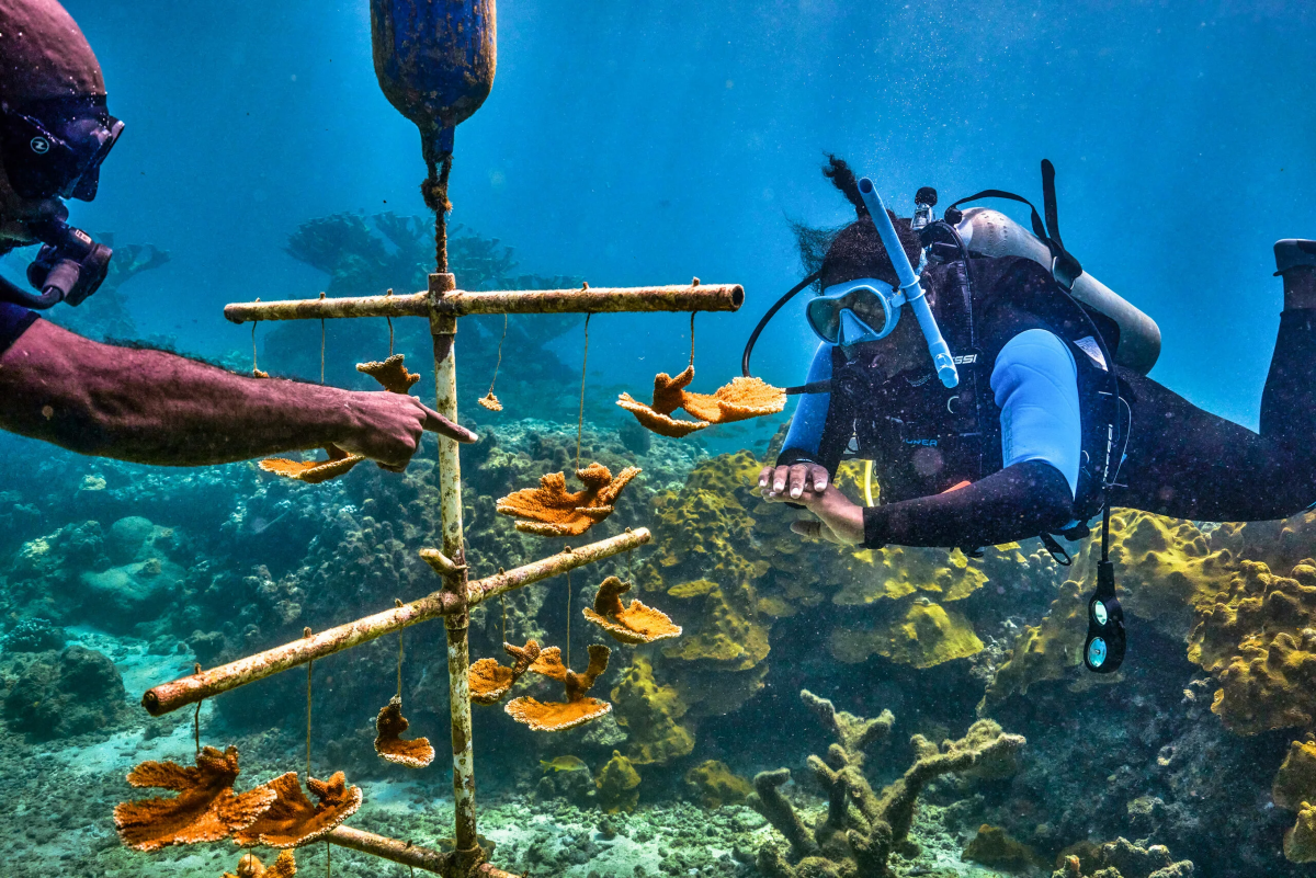 UNESCO wspiera inicjatywę edukacji morskiej – Ocean Literacy Project DAN i PADI
