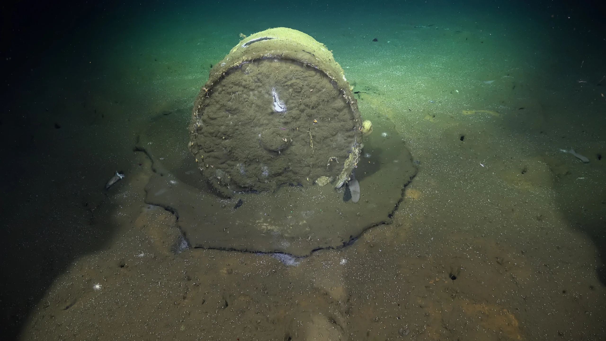 Beczki odpadów przemysłowych z DDT wciąż wpływają na dno oceanu u wybrzeży Los Angeles