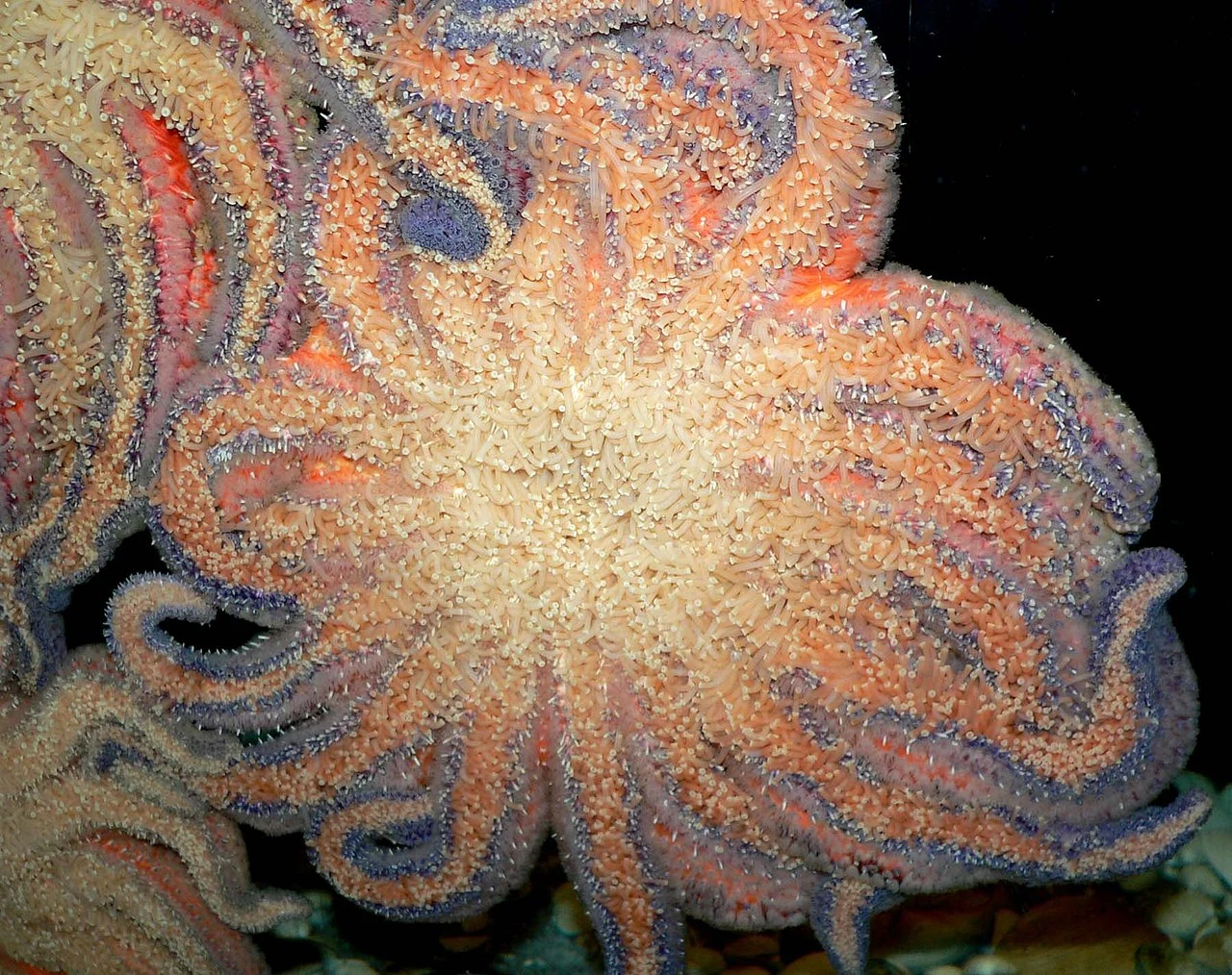 Epidemia pośród rozgwiazd