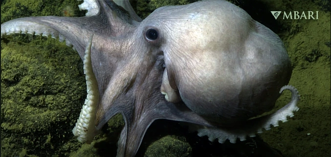 Trójwymiarowe pomiary w czasie rzeczywistym – innowacyjny system otwiera nowe możliwości badań w głębinowych