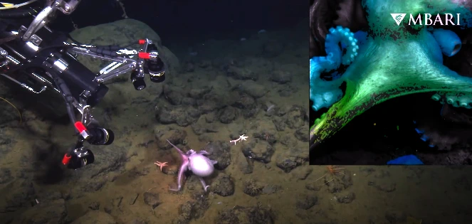 Trójwymiarowe pomiary w czasie rzeczywistym – innowacyjny system otwiera nowe możliwości badań w głębinowych