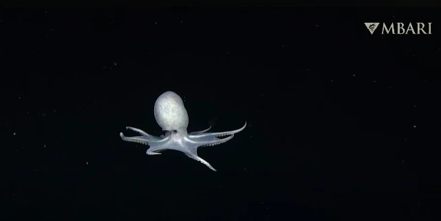 Trójwymiarowe pomiary w czasie rzeczywistym – innowacyjny system otwiera nowe możliwości badań w głębinowych