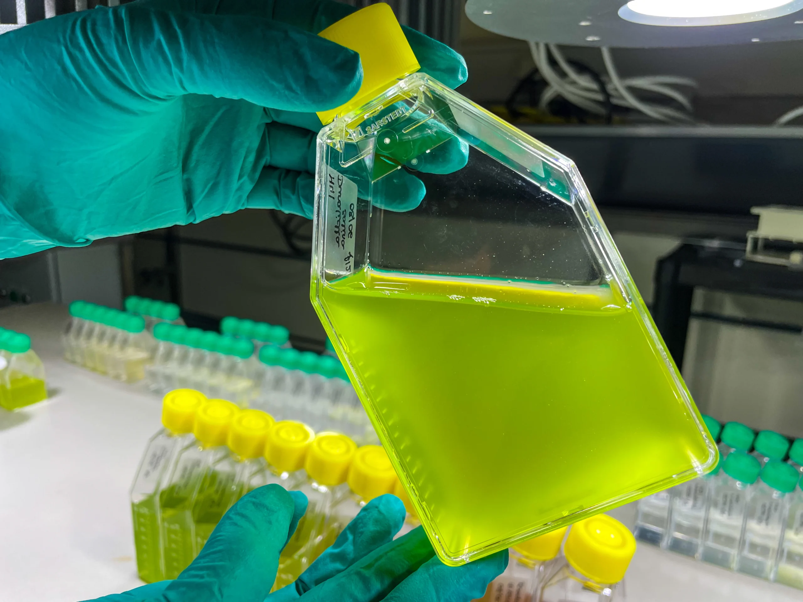 Fitoplankton w Bałtyku – ukryci bohaterowie klimatu