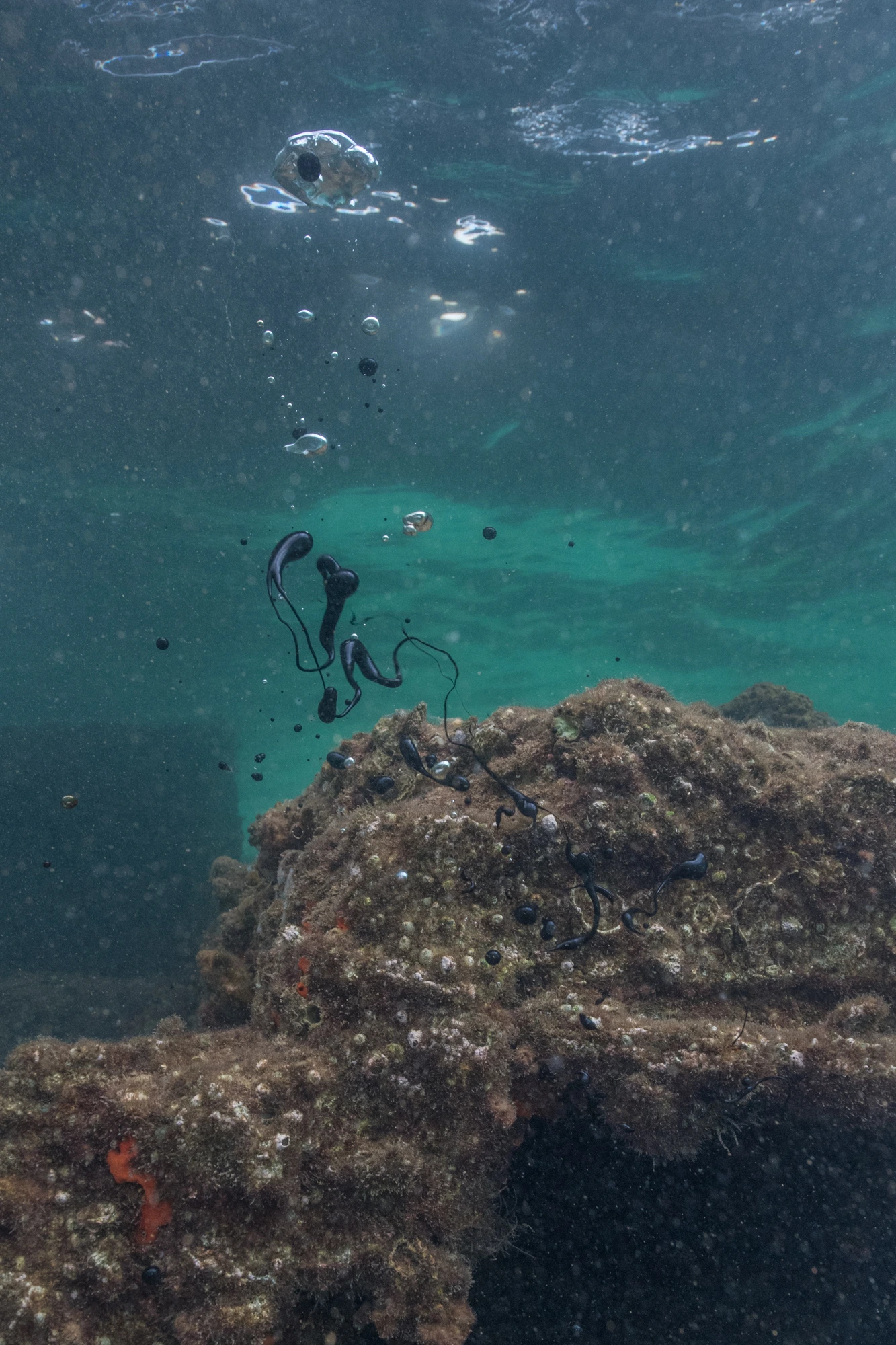Ropa wyciekająca z USS Arizona – globalny problem wraków z czasów II wojny światowej