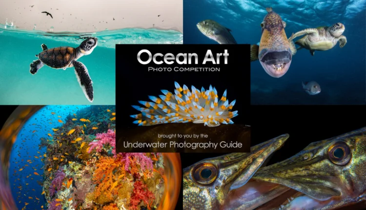 Ocean Art 2025 – międzynarodowy konkurs fotografii podwodnej z udziałem najlepszych ekspertów