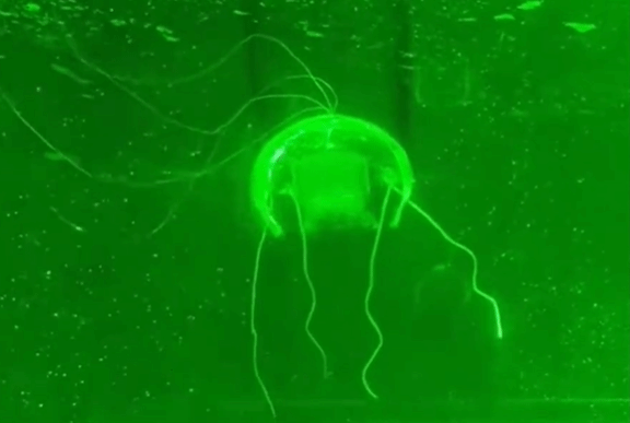 Meduzy - pierwotni odkrywcy oceanów inspiracją dla cichych robotów podwodnych