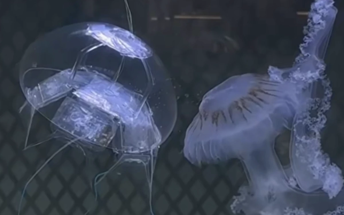 Meduzy - pierwotni odkrywcy oceanów inspiracją dla cichych robotów podwodnych
