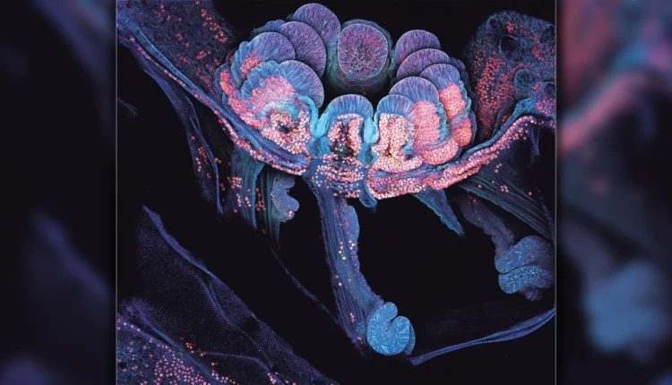 Odbudowa koralowców: przełomowe odkrycie naukowców zmienia strategie ratowania raf