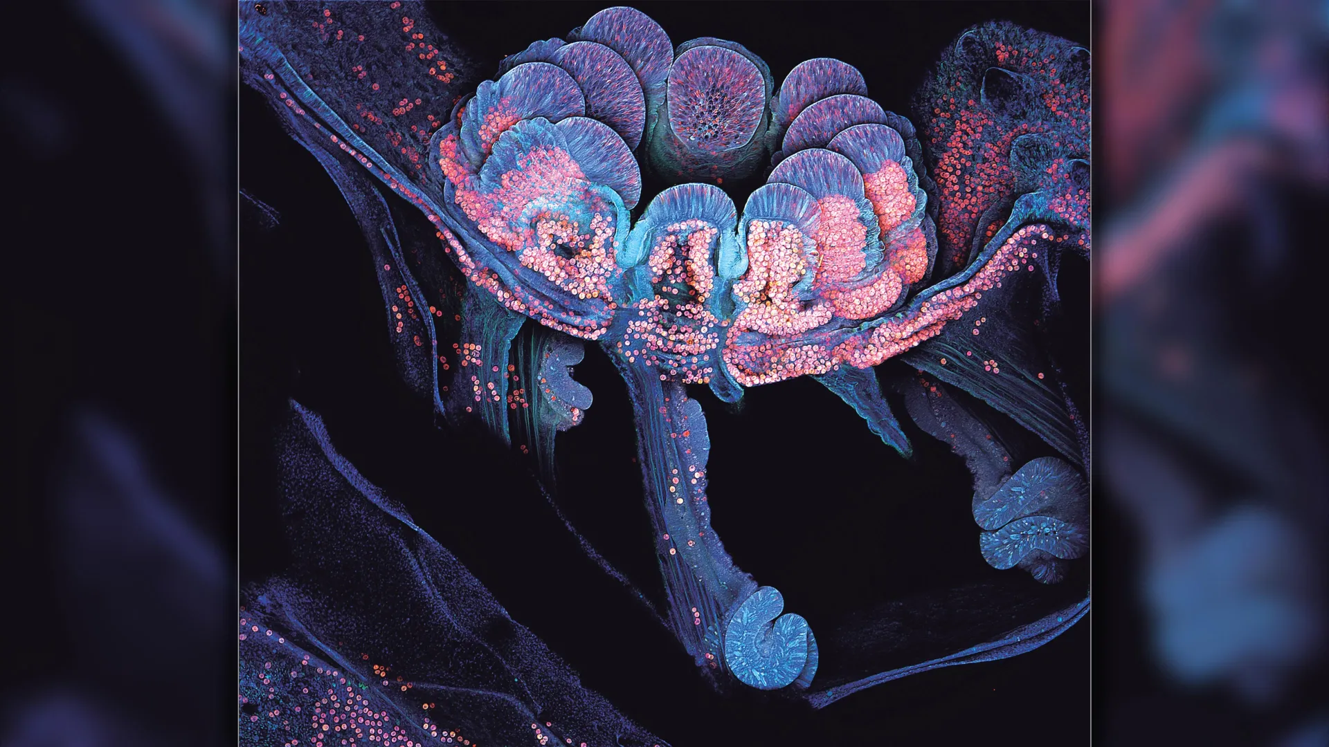 Odbudowa koralowców: przełomowe odkrycie naukowców zmienia strategie ratowania raf
