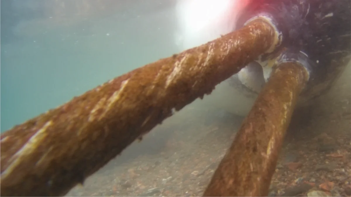 Monitoring oceanów pod lupą narwale wchodzą w interakcje ze sprzętem badawczym