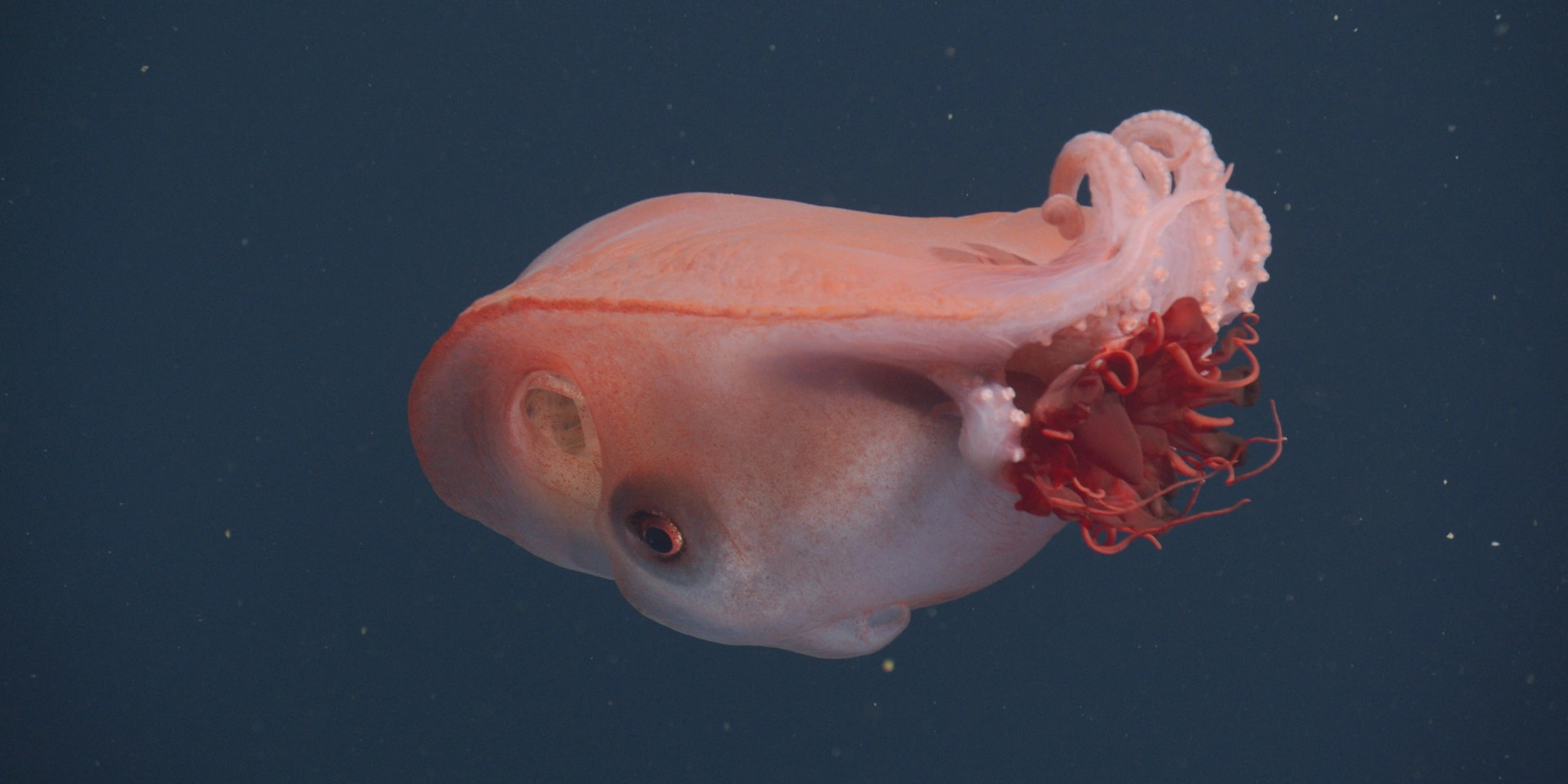 Ośmiornica morska siedmioramienna – zagadkowy mieszkaniec głębin