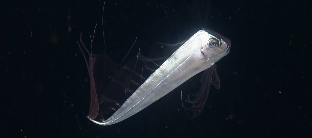 Nietypowe spotkanie podczas rutynowego nurkowania w Monterey Bay