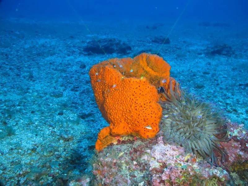 Gąbki – starożytni architekci oceanów