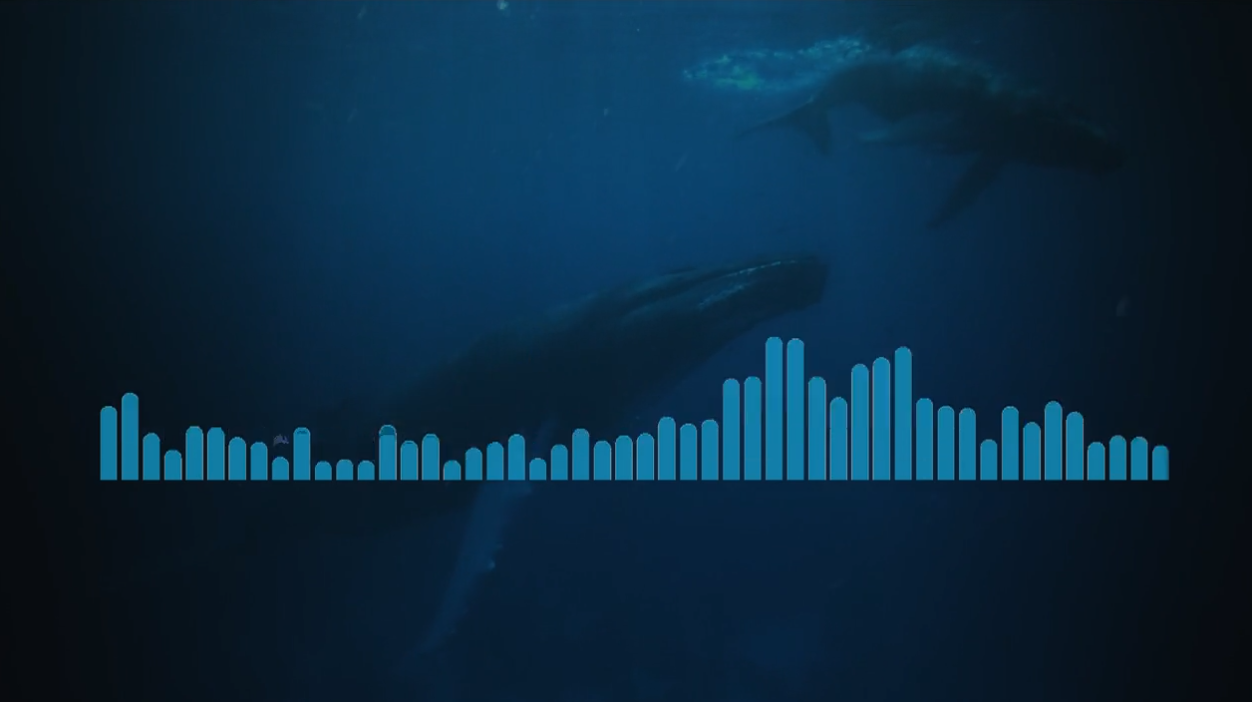 Śpiew wieloryba zapisany na kruchych płytach