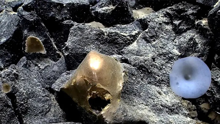 Relicanthus daphneae głębinowy ukwiał NOAA Okeanos Explorer 2016 Wyspy Mariańskie, złota struktura dna oceanu, tajemnicza „złota kula” Alaska, organizmy głębinowe NOAA