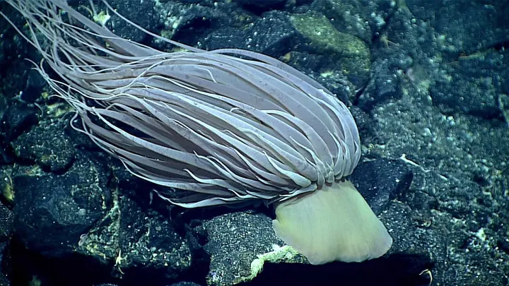 Relicanthus daphneae głębinowy ukwiał NOAA Okeanos Explorer 2016 Wyspy Mariańskie, złota struktura dna oceanu, tajemnicza „złota kula” Alaska, organizmy głębinowe NOAA