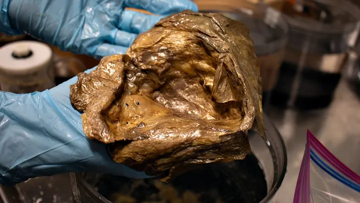 Relicanthus daphneae głębinowy ukwiał NOAA Okeanos Explorer 2016 Wyspy Mariańskie, złota struktura dna oceanu, tajemnicza „złota kula” Alaska, organizmy głębinowe NOAA