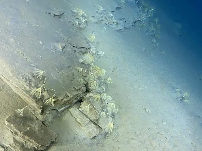  co pokazują rowy oceaniczne Japonii