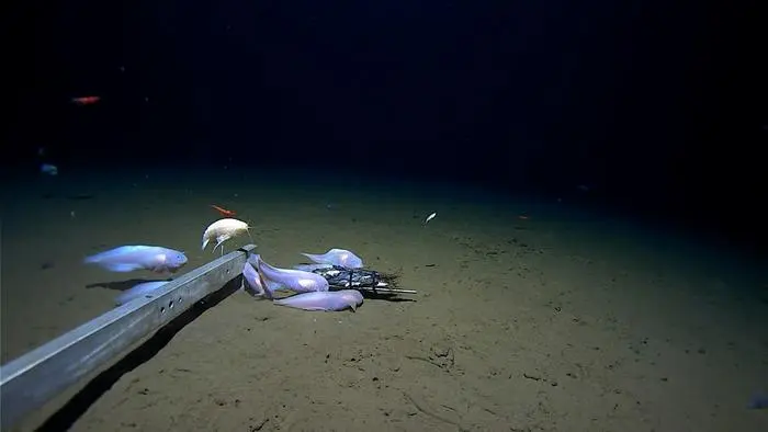  co pokazują rowy oceaniczne Japonii