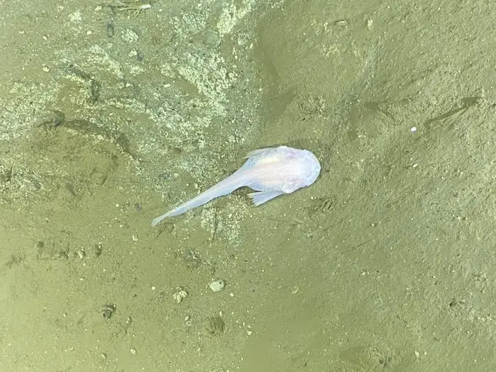  co pokazują rowy oceaniczne Japonii