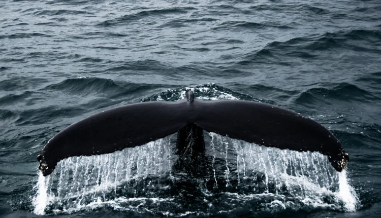 Rekordowa podróż humbaka. Ponad 15 tysięcy kilometrów przez ocean