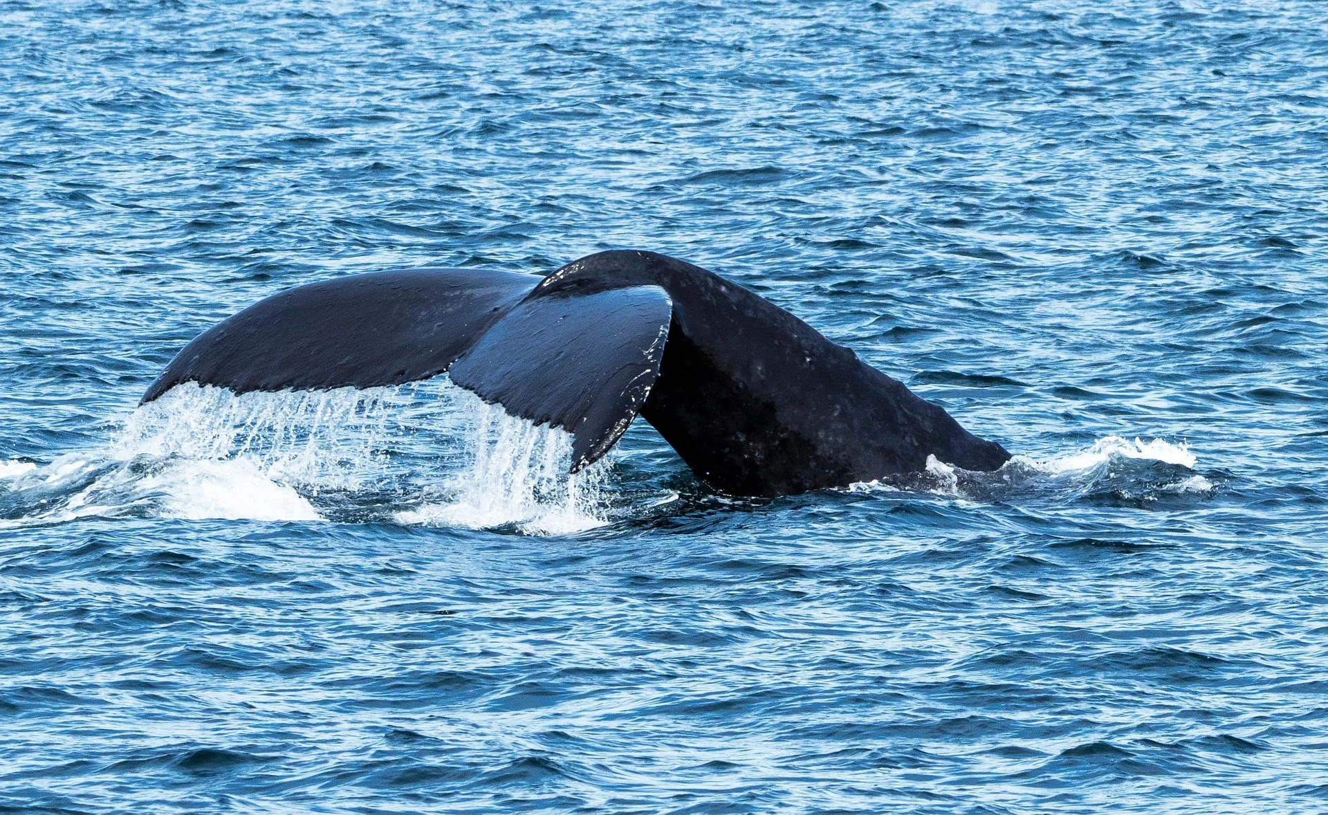 Rekordowa podróż humbaka. Ponad 15 tysięcy kilometrów przez ocean