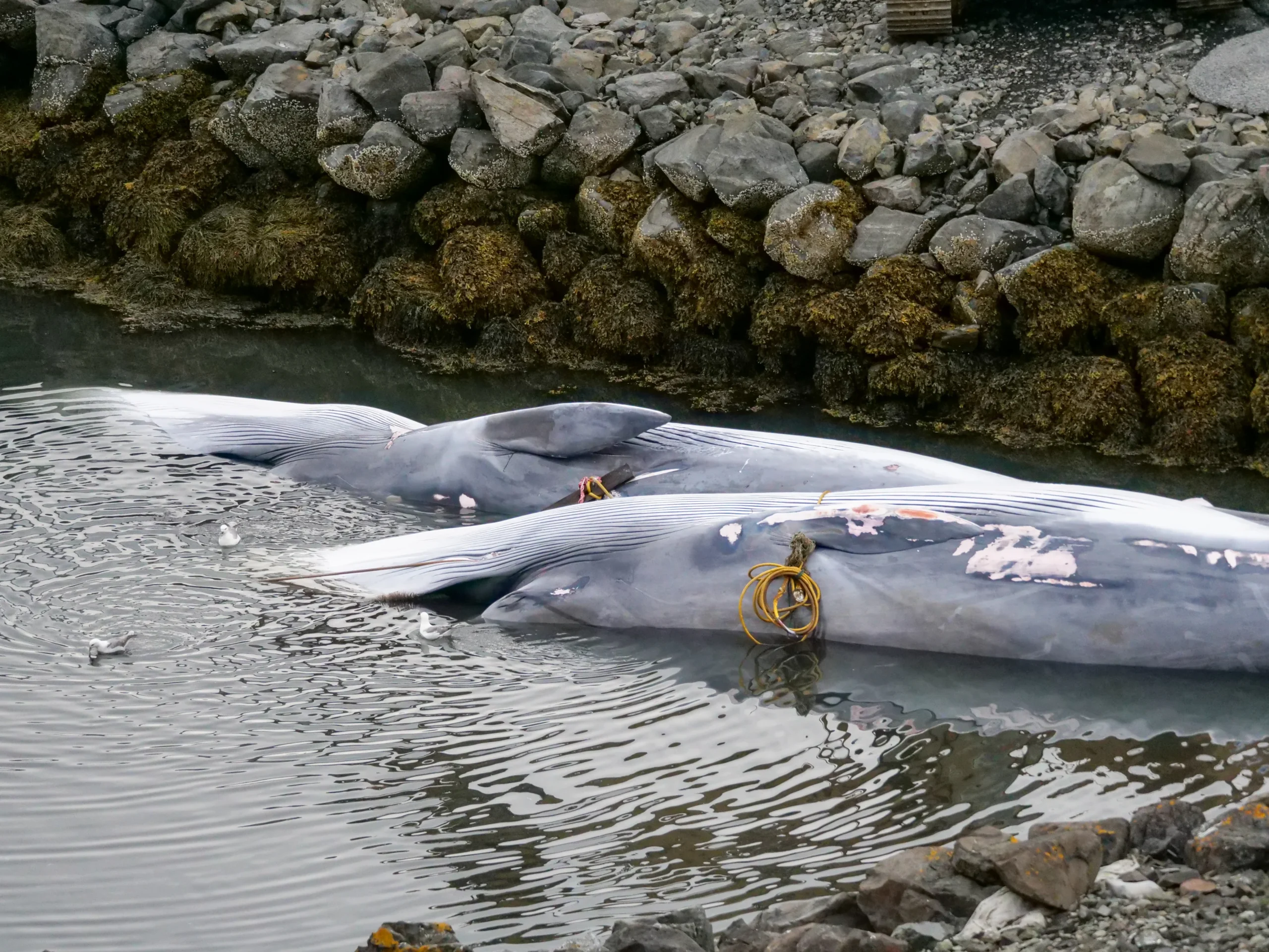 płetwale finwalne zabite. Islandia rozpoczęła nowy sezon wielorybniczy