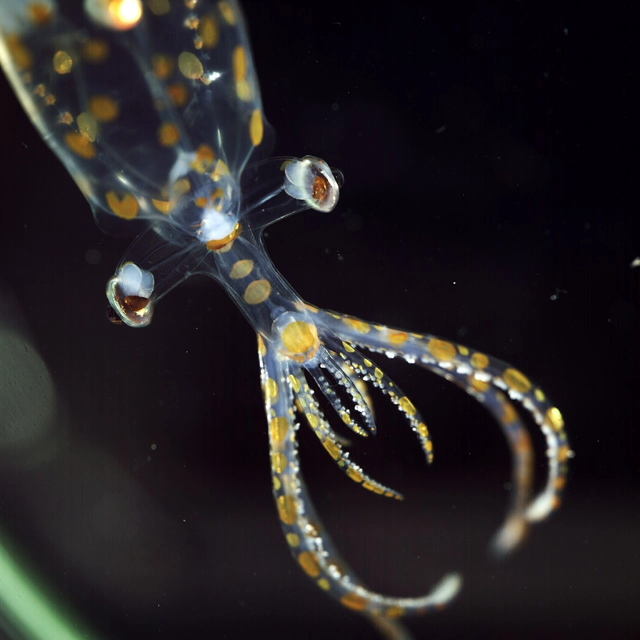 Młoda kałamarnica szklista sfotografowana na pokładzie statku badawczego R/V Falkor (too) po wydobyciu przez ROV SuBastian z głębokości 779 metrów podczas ekspedycji Schmidt Ocean Institute.