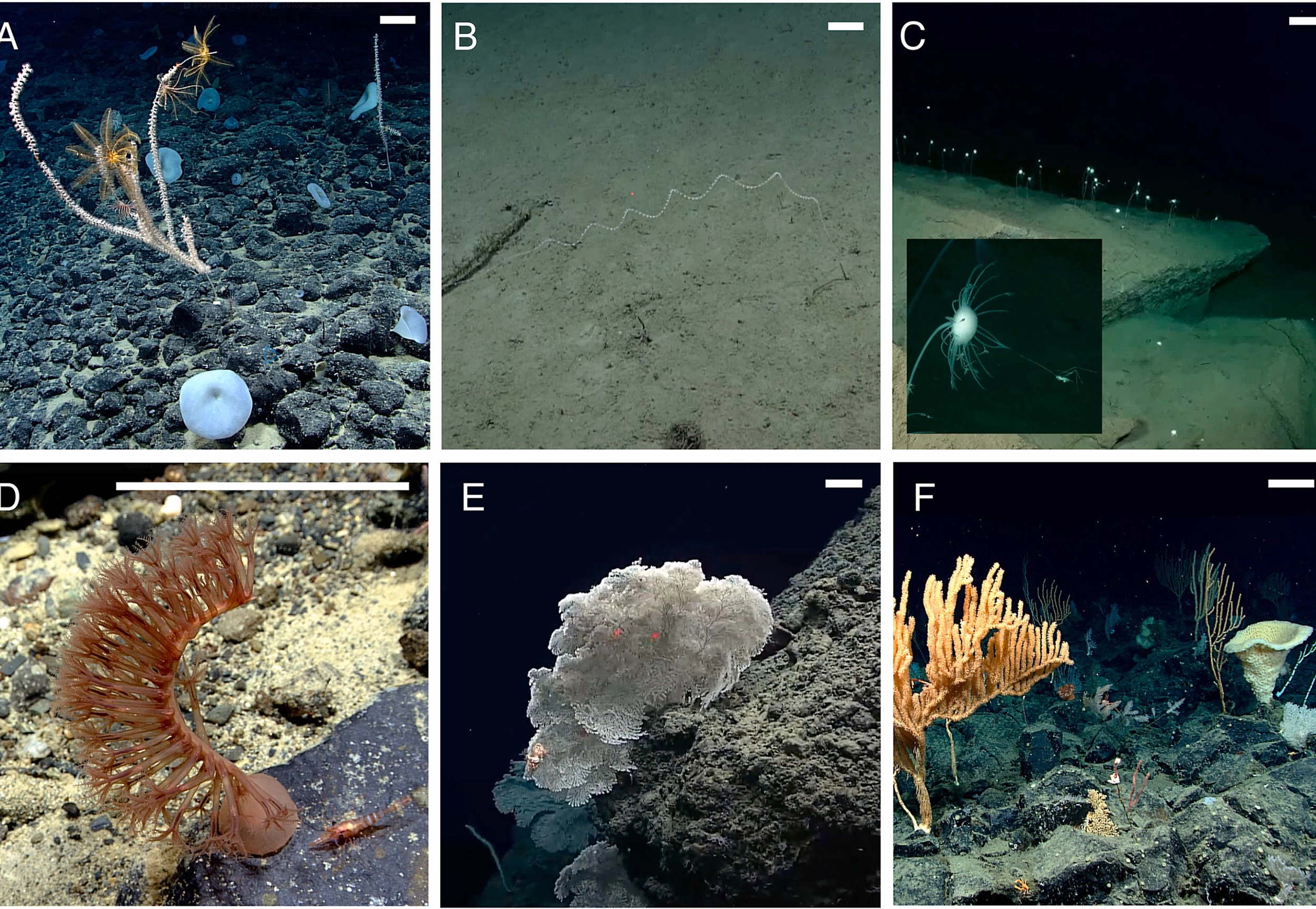 Źródła: Beckmann L.M. i in. (2026). Diversity and Environmental Drivers of Deep-Sea Sponge and Coral Communities in Alaska. Deep-Sea Research Part I: Oceanographic Research Papers, Vol. 229. NOAA Ocean Exploration – Seascape Alaska oraz komunikat do publikacji. Uniwersytet w Göteborgu.