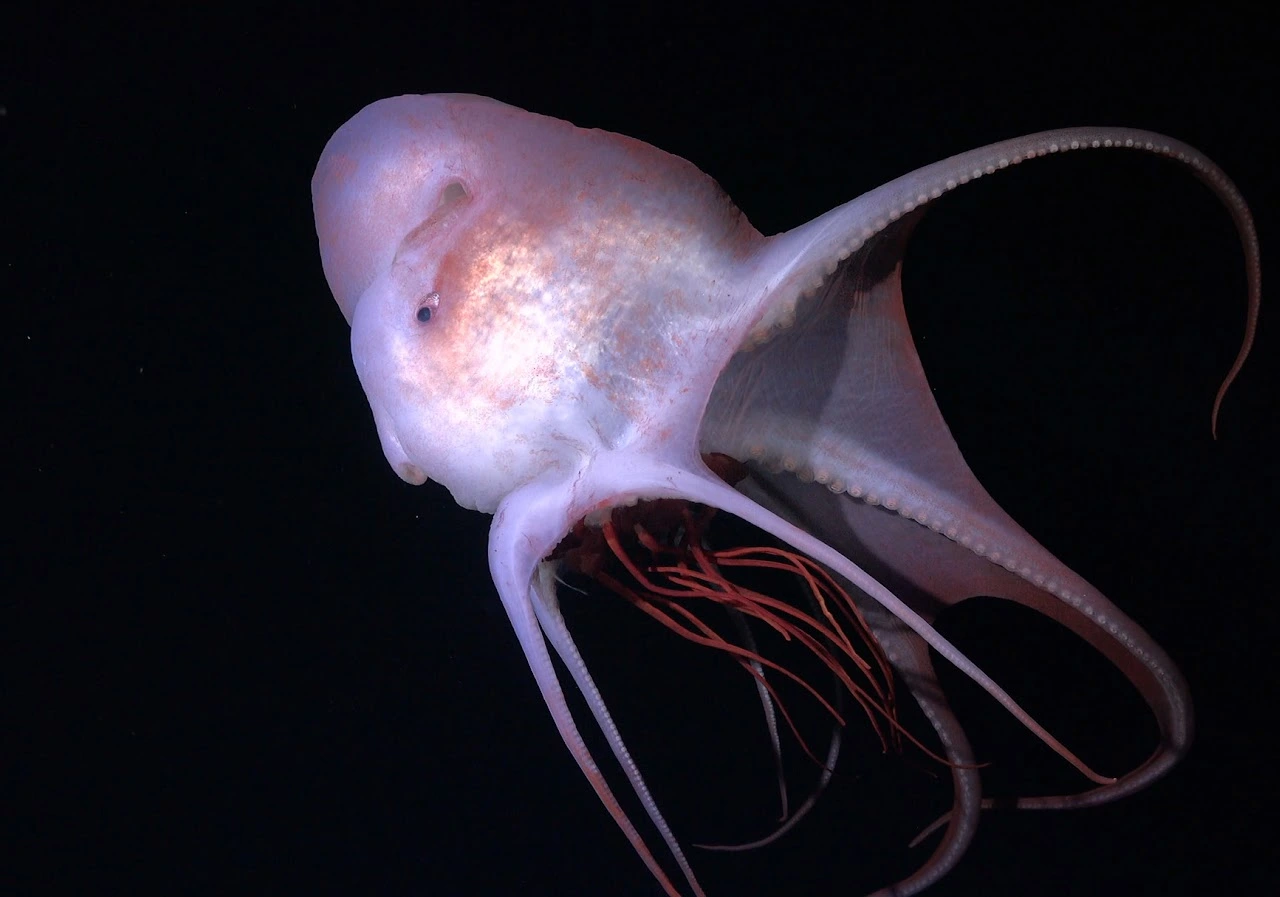 Samica ośmiornicy Haliphron atlanticus pożerająca meduzę na głębokości około 800 metrów w południowym Atlantyku.