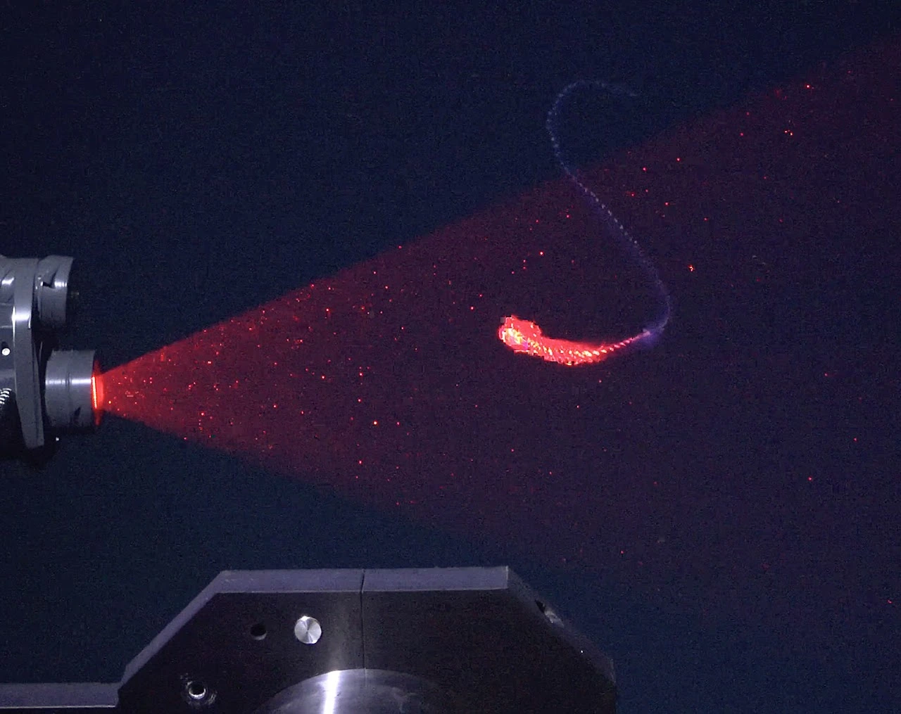 Wieloszczet z rodzaju Tomopteris skanowany laserowym systemem DeepPIV w głębinach oceanu.