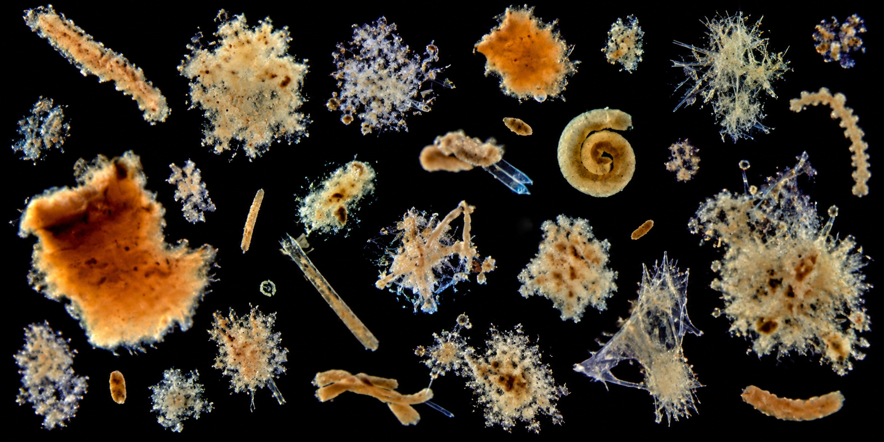 Głębokie ciśnienie oceanu uwalnia ukrytą materię z „morskiego śniegu”