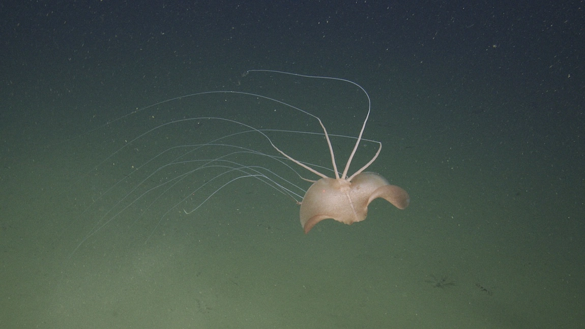 Kałamarnica wielkopłetwa (Magnapinna) sfotografowana w głębinach oceanu podczas obserwacji z wykorzystaniem pojazdu podwodnego ROV. Źródło: MBARI (Monterey Bay Aquarium Research Institute)