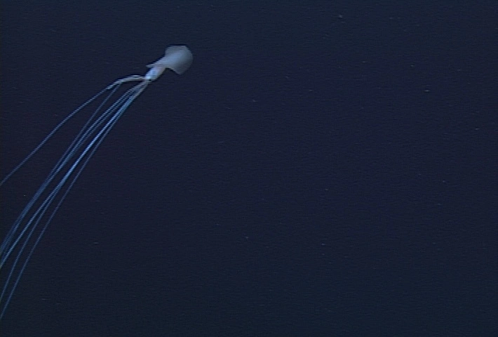 Kałamarnica wielkopłetwa (Magnapinna) z charakterystycznymi, niezwykle długimi ramionami i mackami.
Źródło: MBARI (Monterey Bay Aquarium Research Institute)